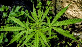 marijuana leaves cannabis plant, beautiful dark background. Indoors marijuana plants growing, planting cannabis