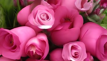 Bouquet of beautiful pink roses as background, closeup view