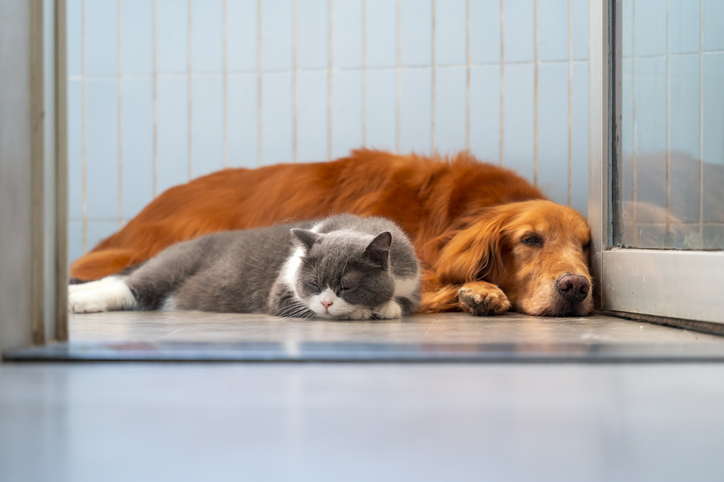 Golden Retriever and British Shorthair lying down together