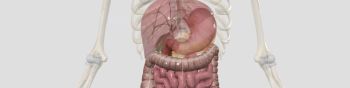 The lower gastrointestinal tract includes most of the small intestine and all of the large intestine